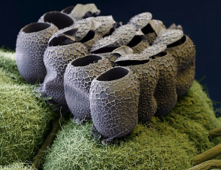 Illustration for article titled Photos of the Amazing and Gruesome World Under a Microscope